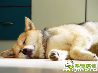秋田犬