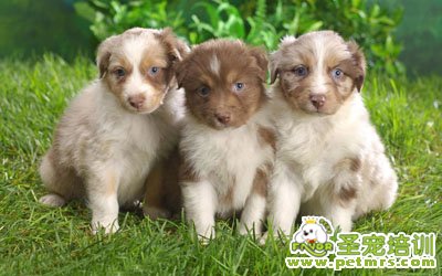 牧羊犬