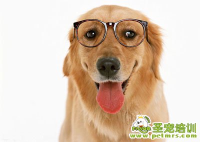 金毛犬