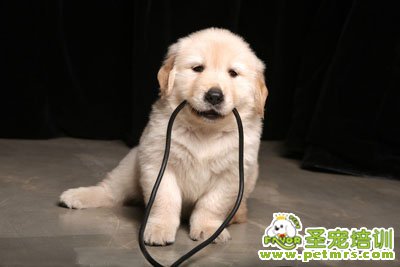 金毛犬