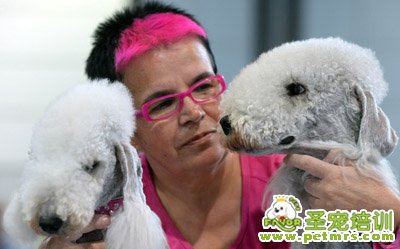 一名婦女擁抱她的兩只貝得靈頓厚毛犬