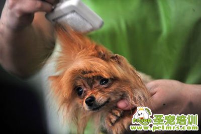 給狗狗梳毛