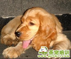 如何判斷狗狗愛不愛你
