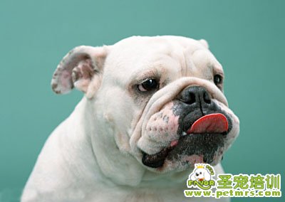斗牛犬