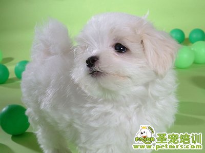狗狗