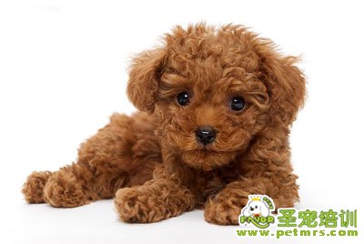 泰迪犬