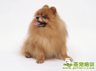 博美犬