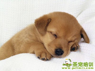 狗狗需要什么養(yǎng)養(yǎng)
