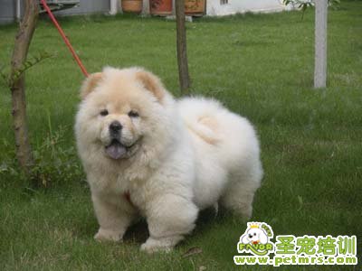 松獅犬