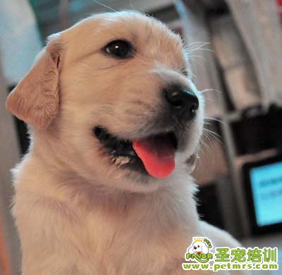 金毛犬
