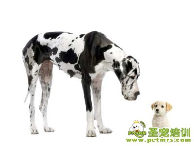 斑點狗狗