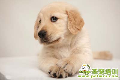 金毛犬