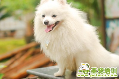 可愛(ài)狗狗