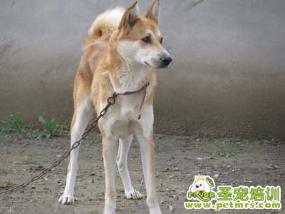 狗狗