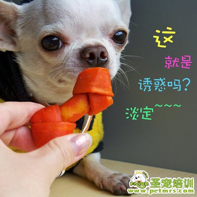狗咬膠正確使用方法