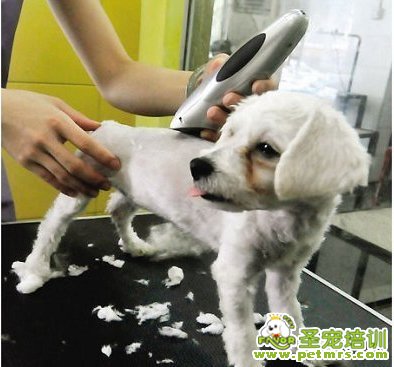 狗狗剃毛