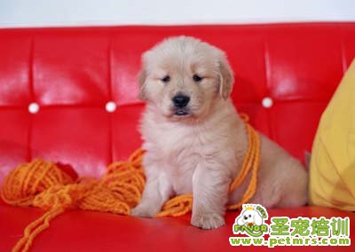 金毛犬