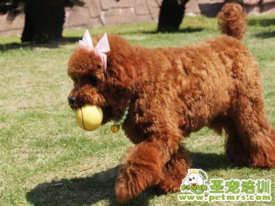 可愛貴賓犬