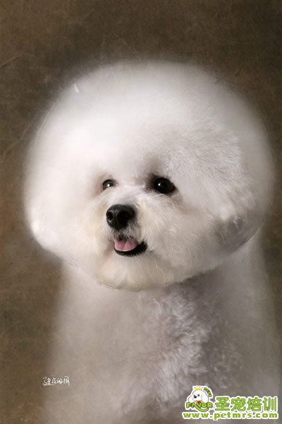 圣寵寵物導(dǎo)師-李博昭-比熊犬美容