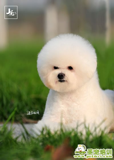圣寵寵物導師-李博昭-比熊犬美容