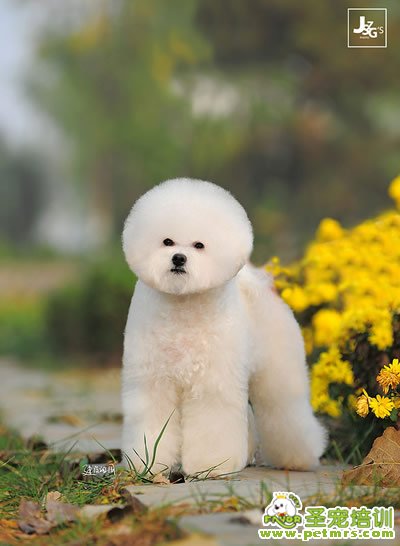 圣寵寵物導(dǎo)師-李博昭-比熊犬美容