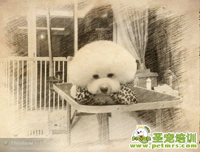圣寵寵物導師-李博昭-貴賓犬美容