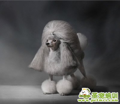 圣寵寵物導師-李博昭-貴賓犬美容