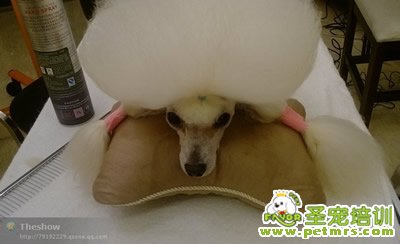 圣寵寵物導師-李博昭-貴賓犬美容
