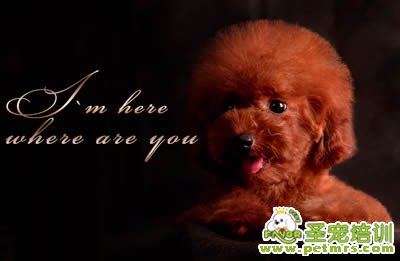 圣寵寵物導師-李博昭-貴賓犬美容