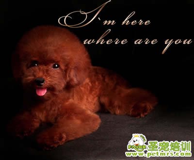 圣寵寵物導師-李博昭-貴賓犬美容