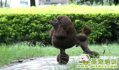 圣寵寵物導(dǎo)師-李博昭-貴賓犬美容