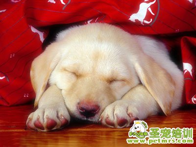 可憐的狗狗