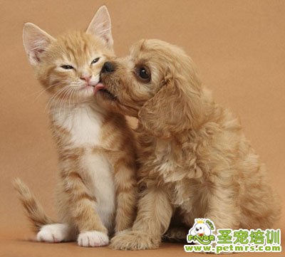 小狗強吻小貓