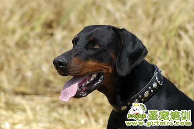 杜賓犬