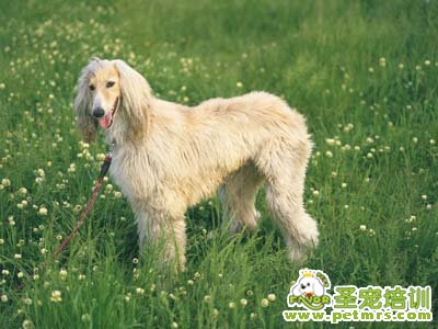 阿富汗犬
