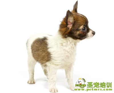 蝴蝶犬