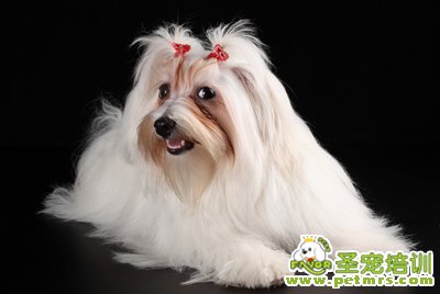 西施犬