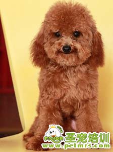 貴賓犬