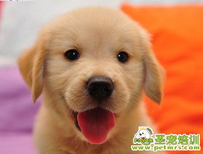 可愛狗狗