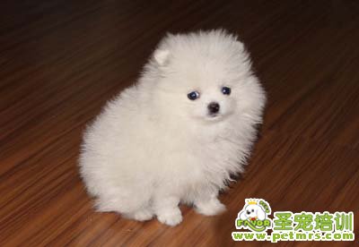 博美犬