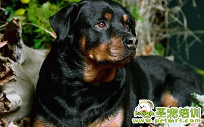羅威納犬
