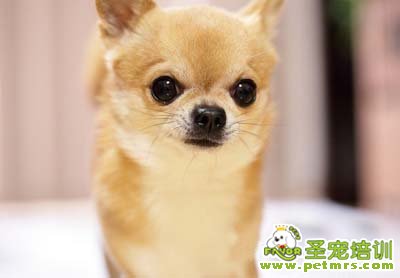 吉娃娃犬