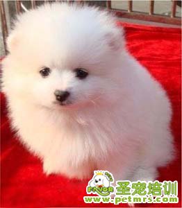 可愛(ài)的博美犬