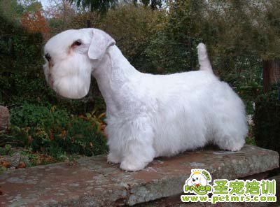 西里汗犬