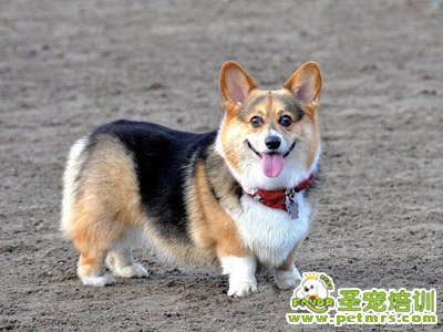 柯基犬