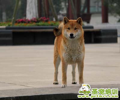 狗狗