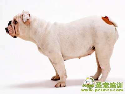 斗牛犬