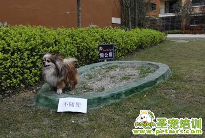 狗狗衛生訓練