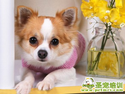 可愛狗狗