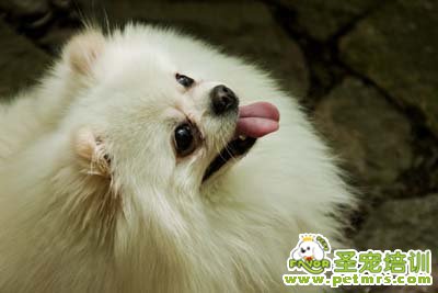 博美犬